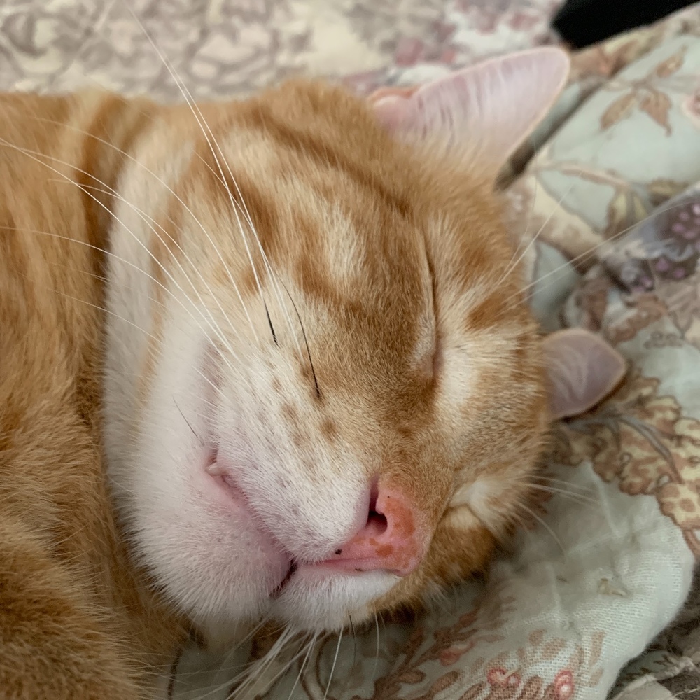 Meet your Posher, Posh